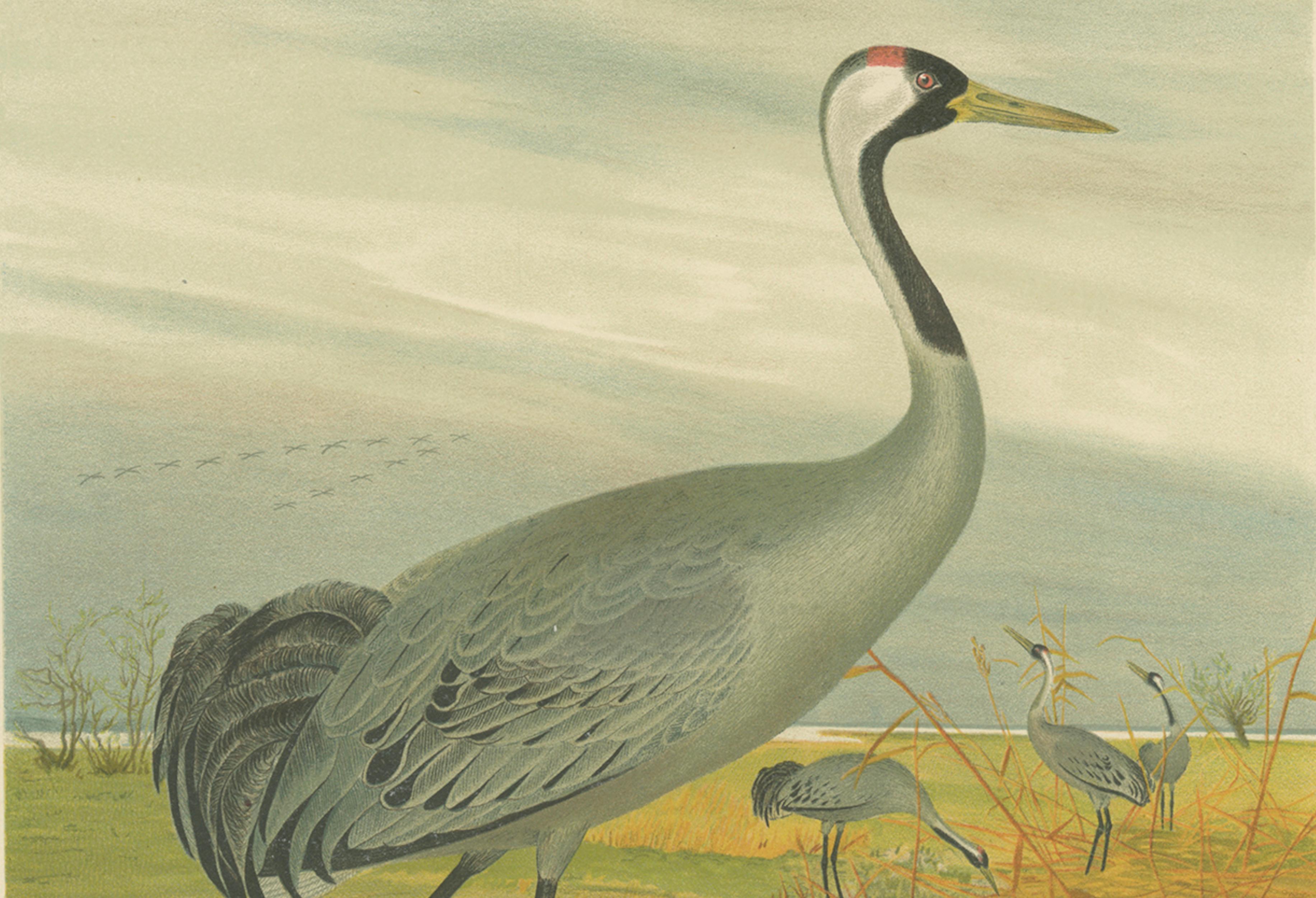 Majestic Common Crane in Wetland Landscape – Antique Bird Chromolithograph, 1880