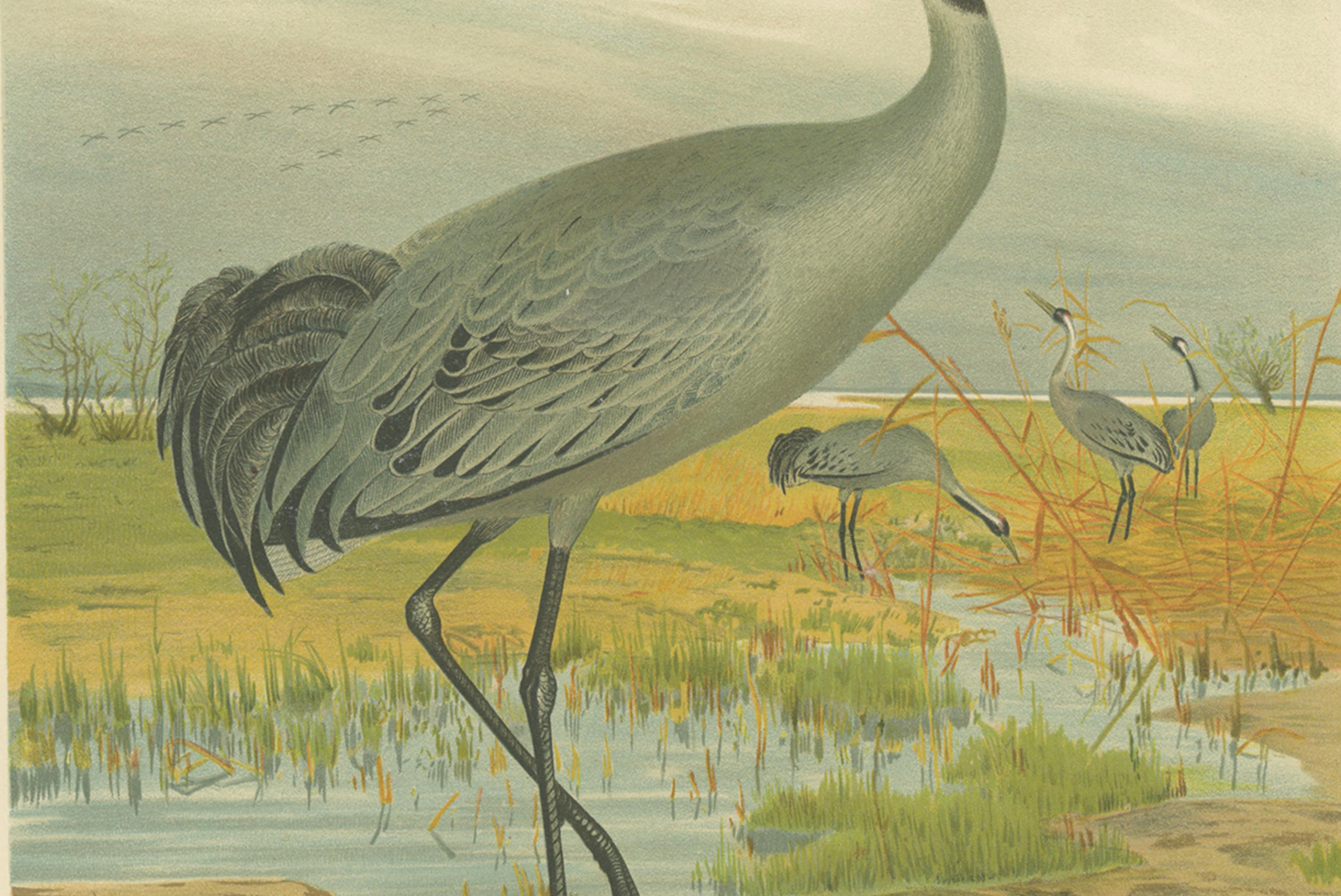 Majestic Common Crane in Wetland Landscape – Antique Bird Chromolithograph, 1880