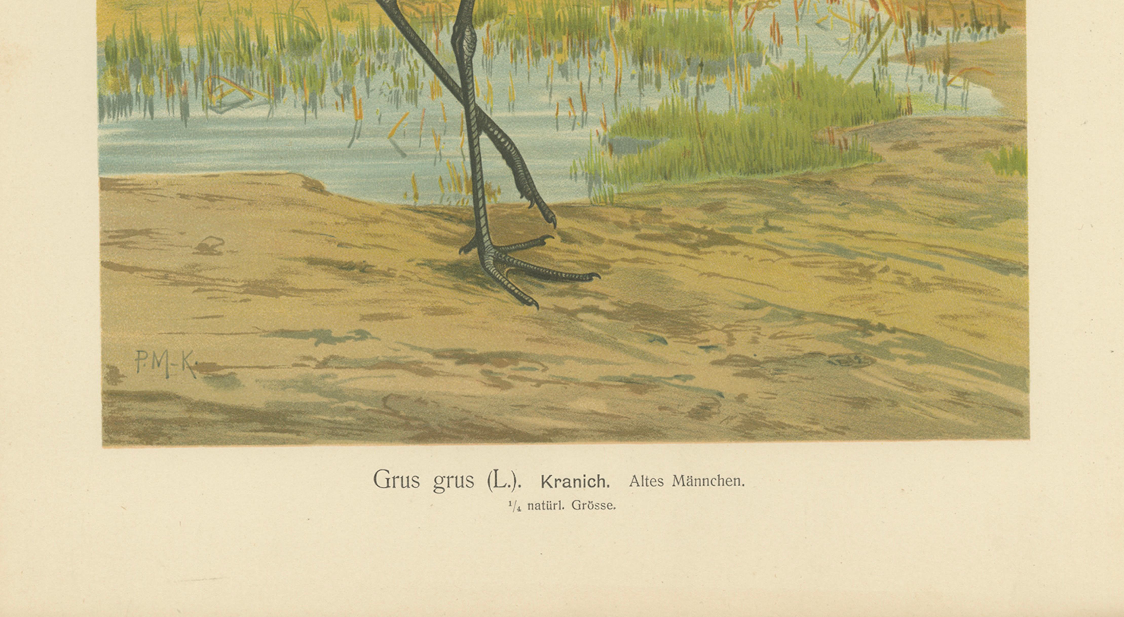 Majestic Common Crane in Wetland Landscape – Antique Bird Chromolithograph, 1880