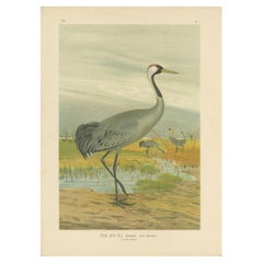 Majestic Common Crane in Wetland Landscape – Antique Bird Chromolithograph, 1880