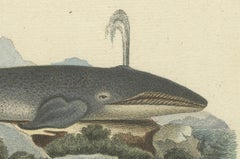 Majestic Depths: Original Engraving of a Bowhead Whale in its Arctic Realm