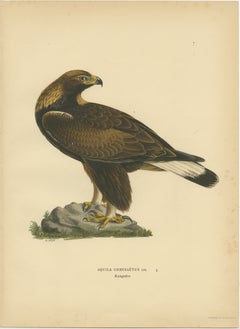 Majestic Gaze: The Golden Eagle (Aquila chrysaetos), 1929