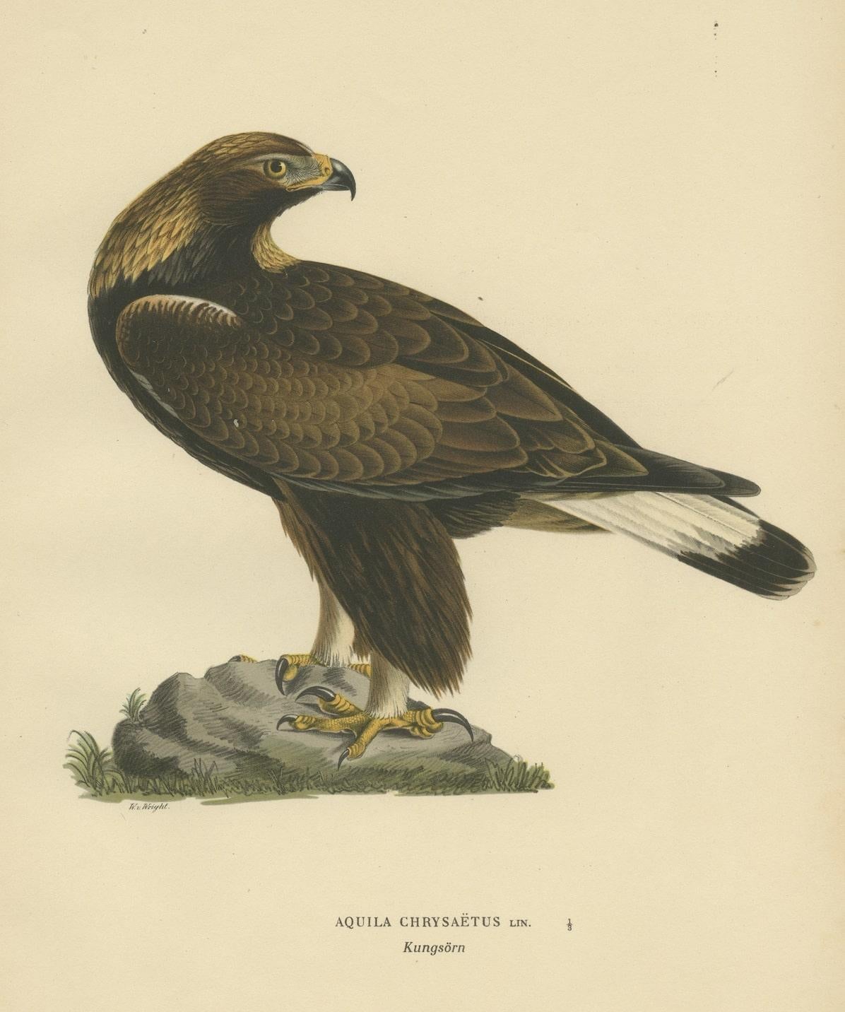 Majestic Gaze: The Golden Eagle (Aquila chrysaetos), 1929 In Good Condition For Sale In Langweer, NL