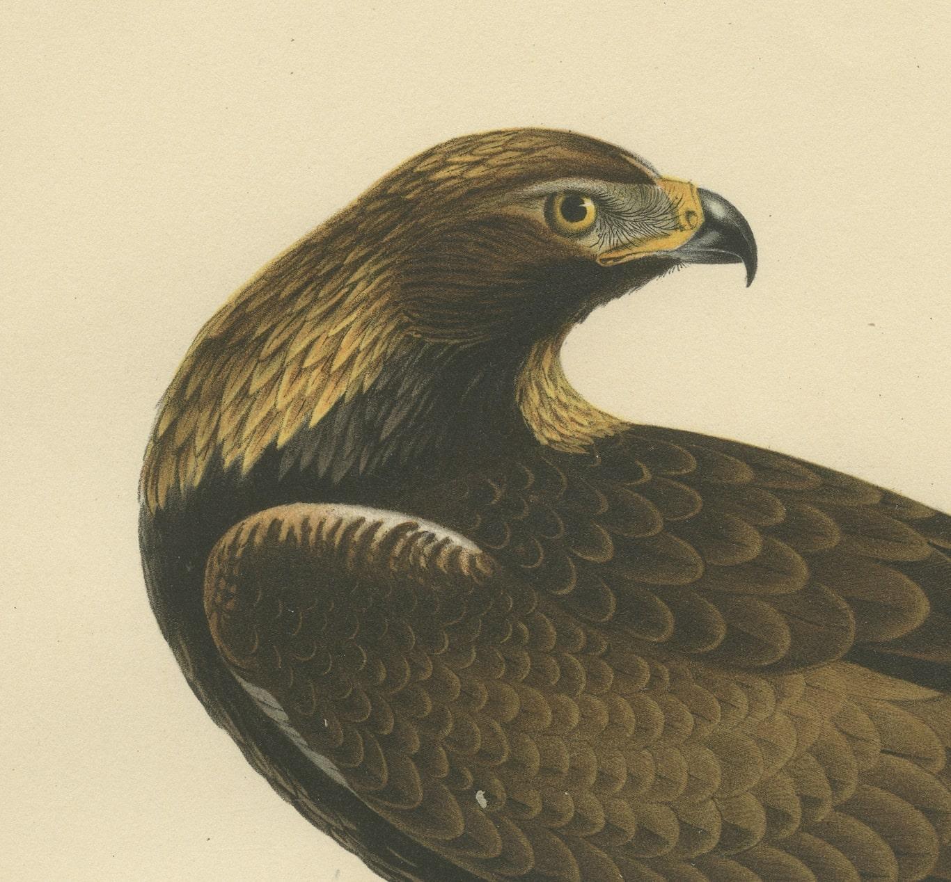 Early 20th Century Majestic Gaze: The Golden Eagle (Aquila chrysaetos), 1929 For Sale