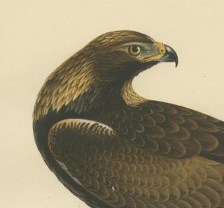 Majestic Gaze: The Golden Eagle (Aquila chrysaetos), 1929, view 4