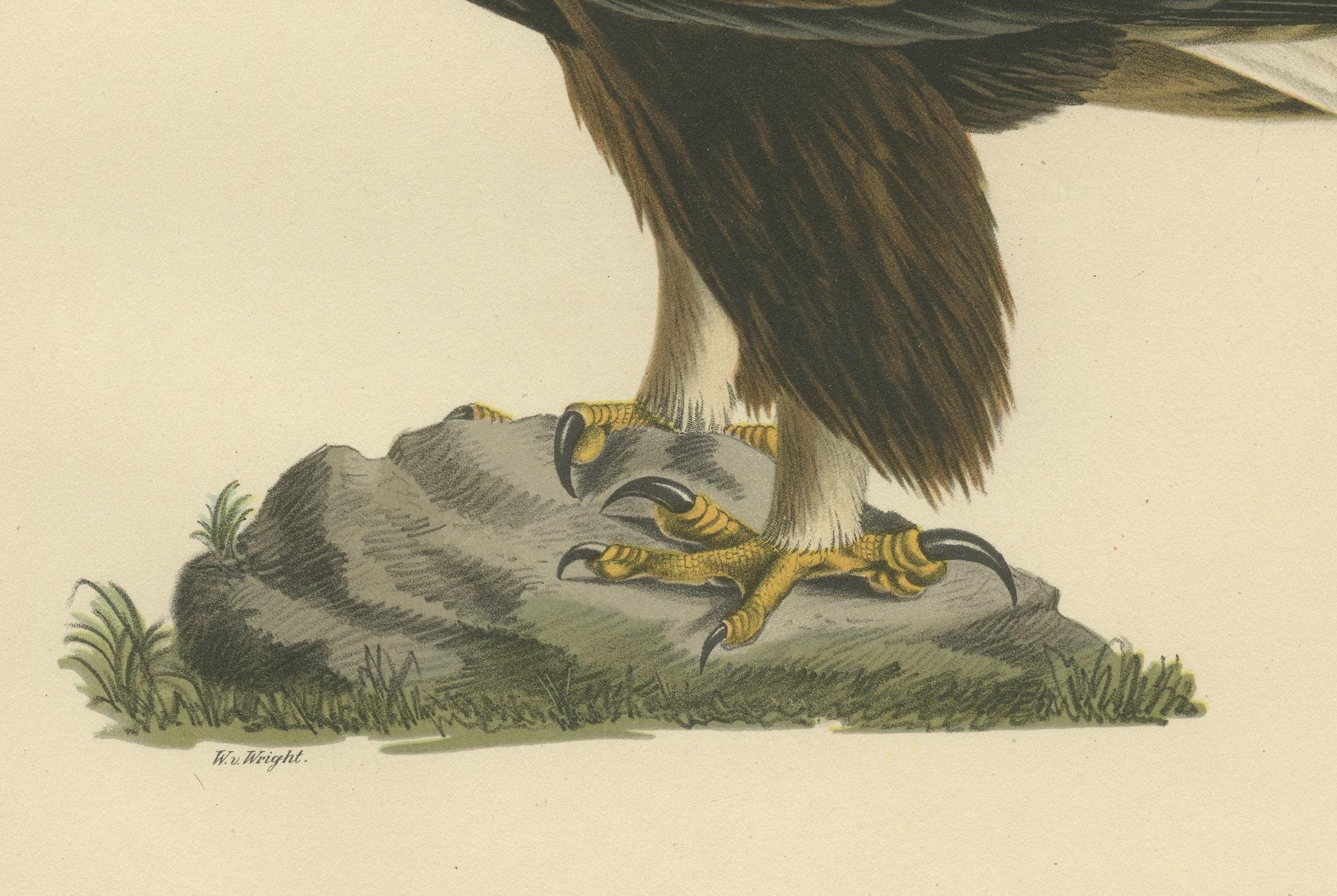 Paper Majestic Gaze: The Golden Eagle (Aquila chrysaetos), 1929 For Sale