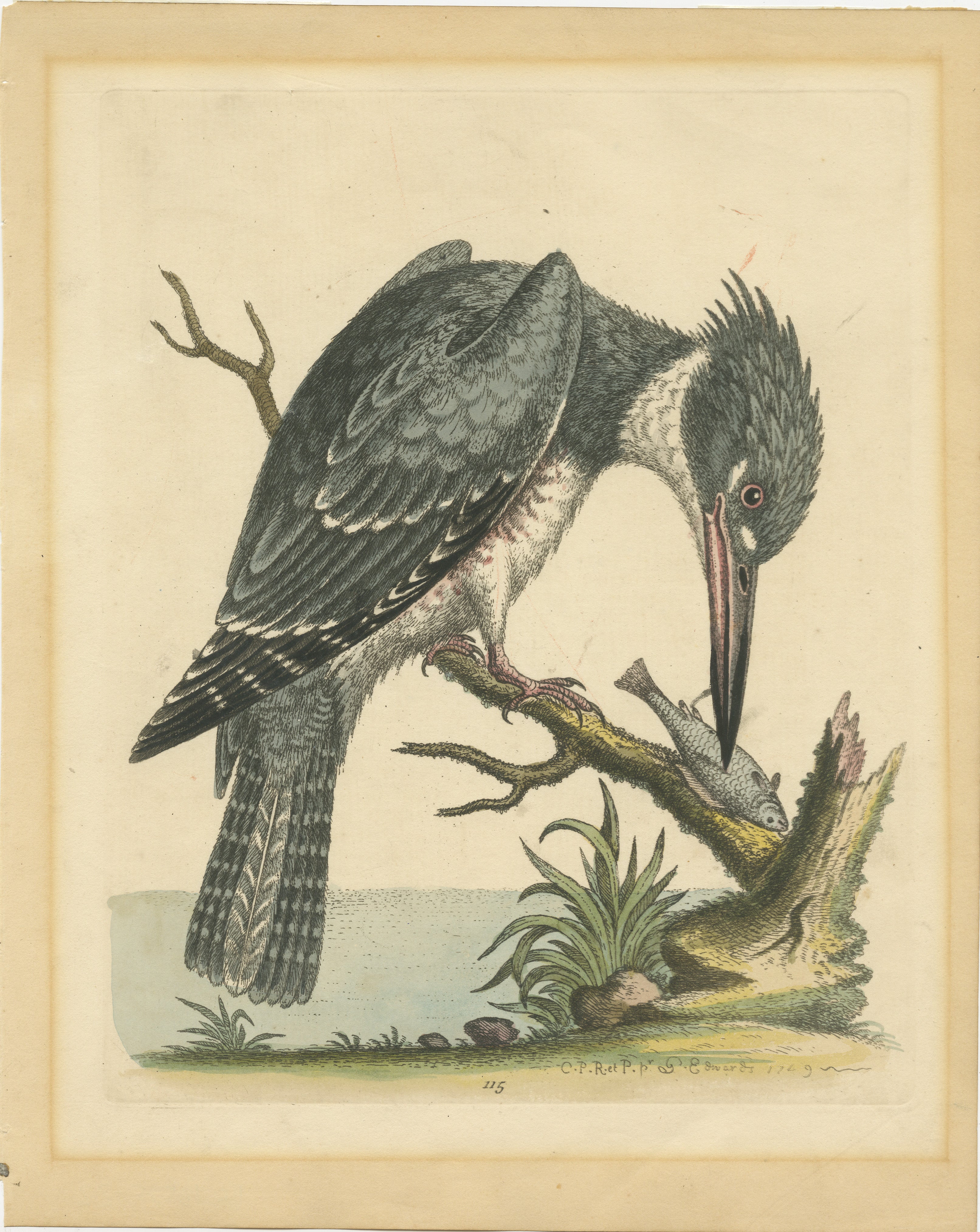 Original hand-colored antique bird print showing an American Kingfisher from the book 