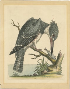 Chasseur majestueux : The American Belted Kingfisher in Its Natural Habitat (Le martin-pêcheur d'Amérique dans son Habitat Naturel), 1749