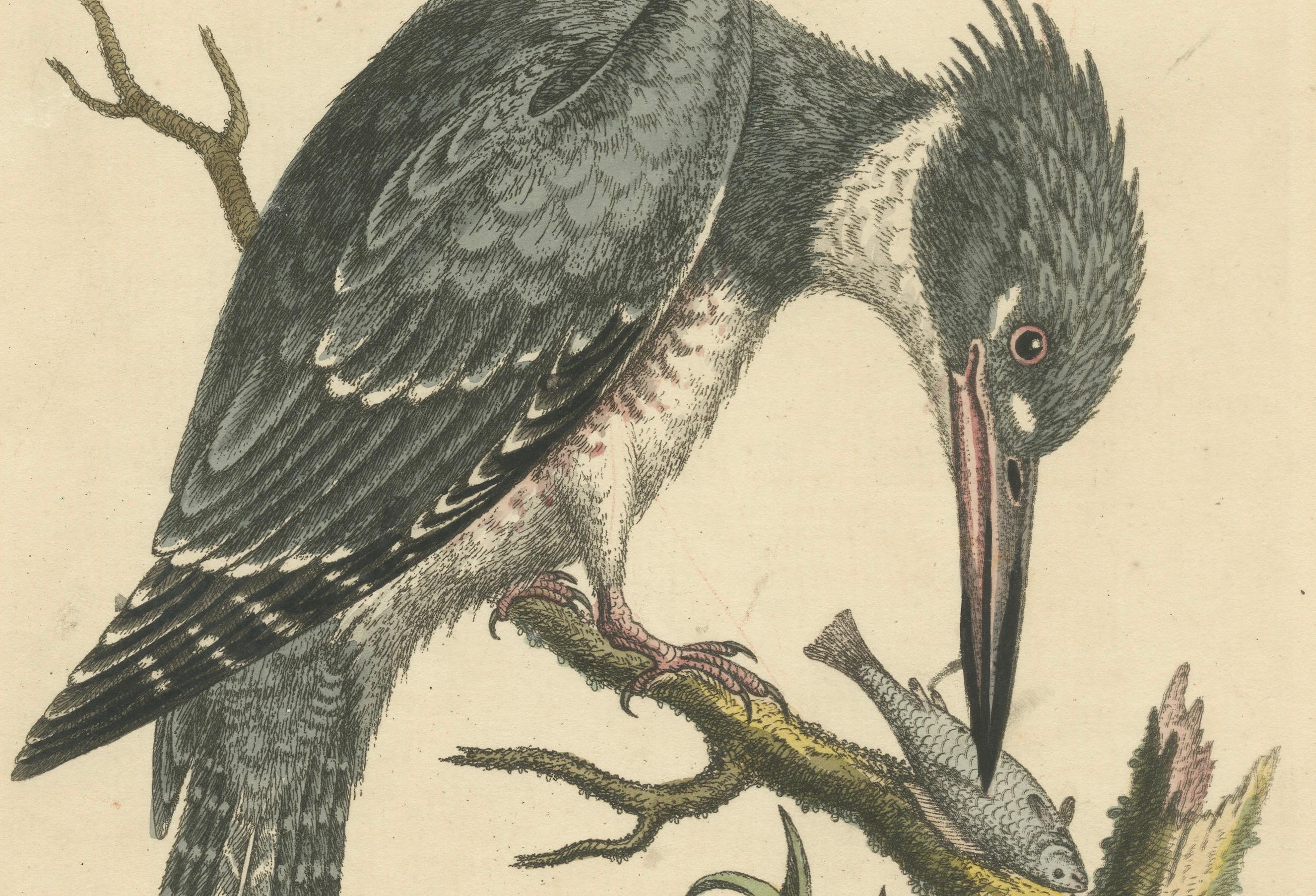 Majestic Hunter: The American Belted Kingfisher in Its Natural Habitat, 1749 In Good Condition For Sale In Langweer, NL