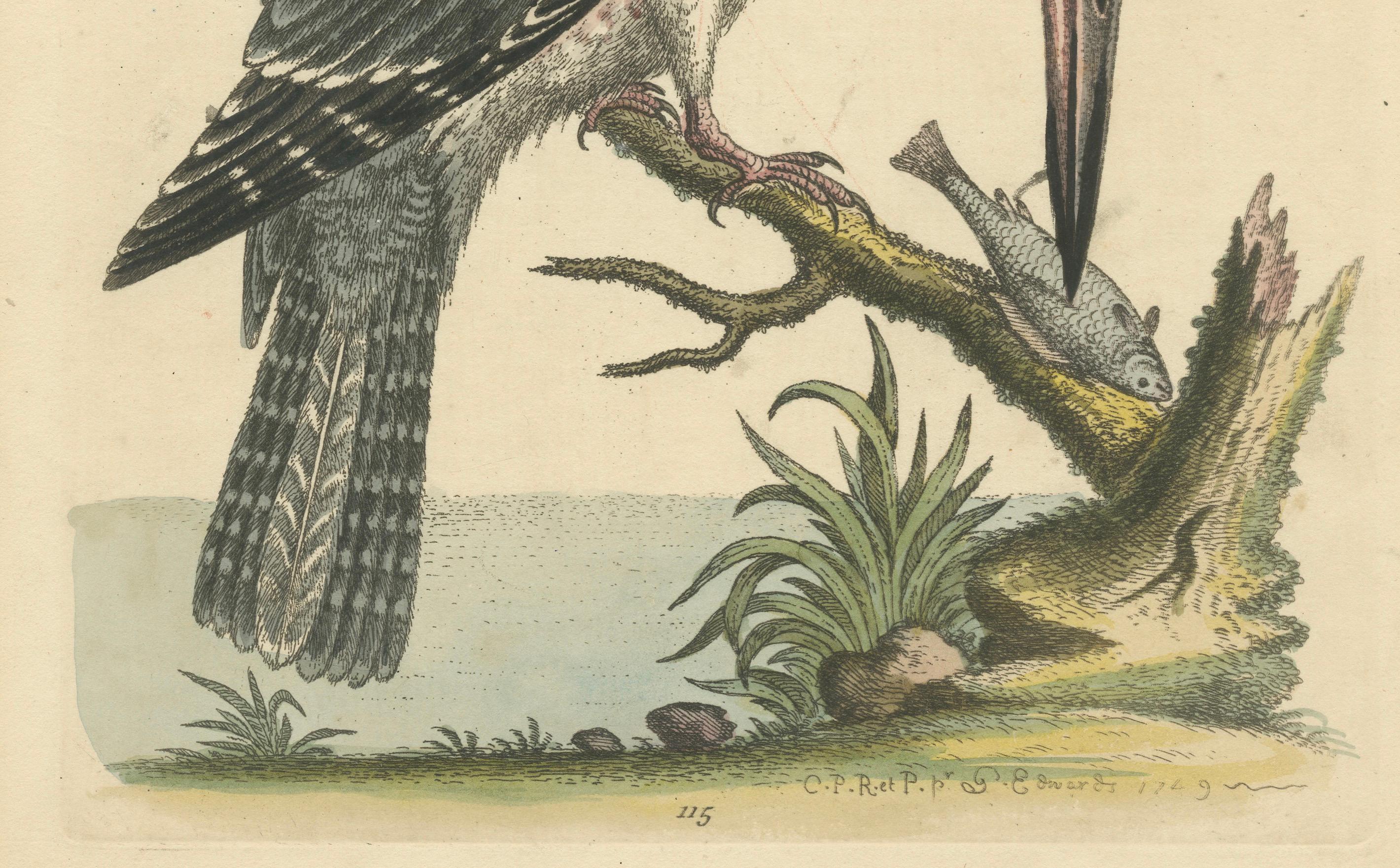 Mid-18th Century Majestic Hunter: The American Belted Kingfisher in Its Natural Habitat, 1749 For Sale