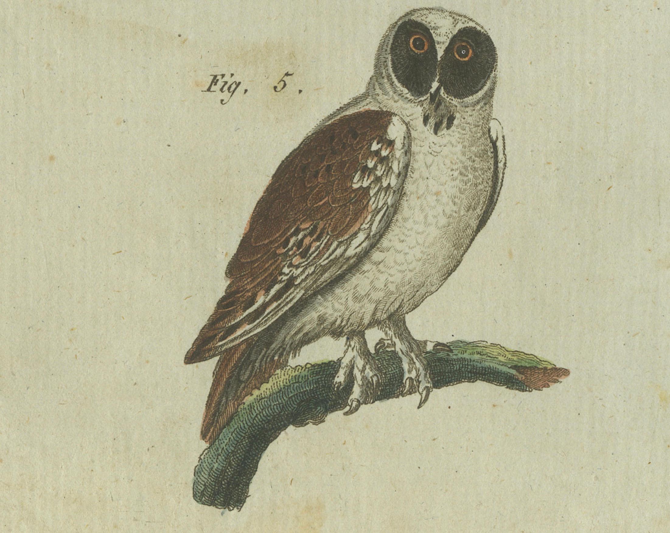 Majestic Owls and Raptors: Exquisite handkolorierte Gravur von Bertuch aus Bertuch, 1805 (Graviert) im Angebot