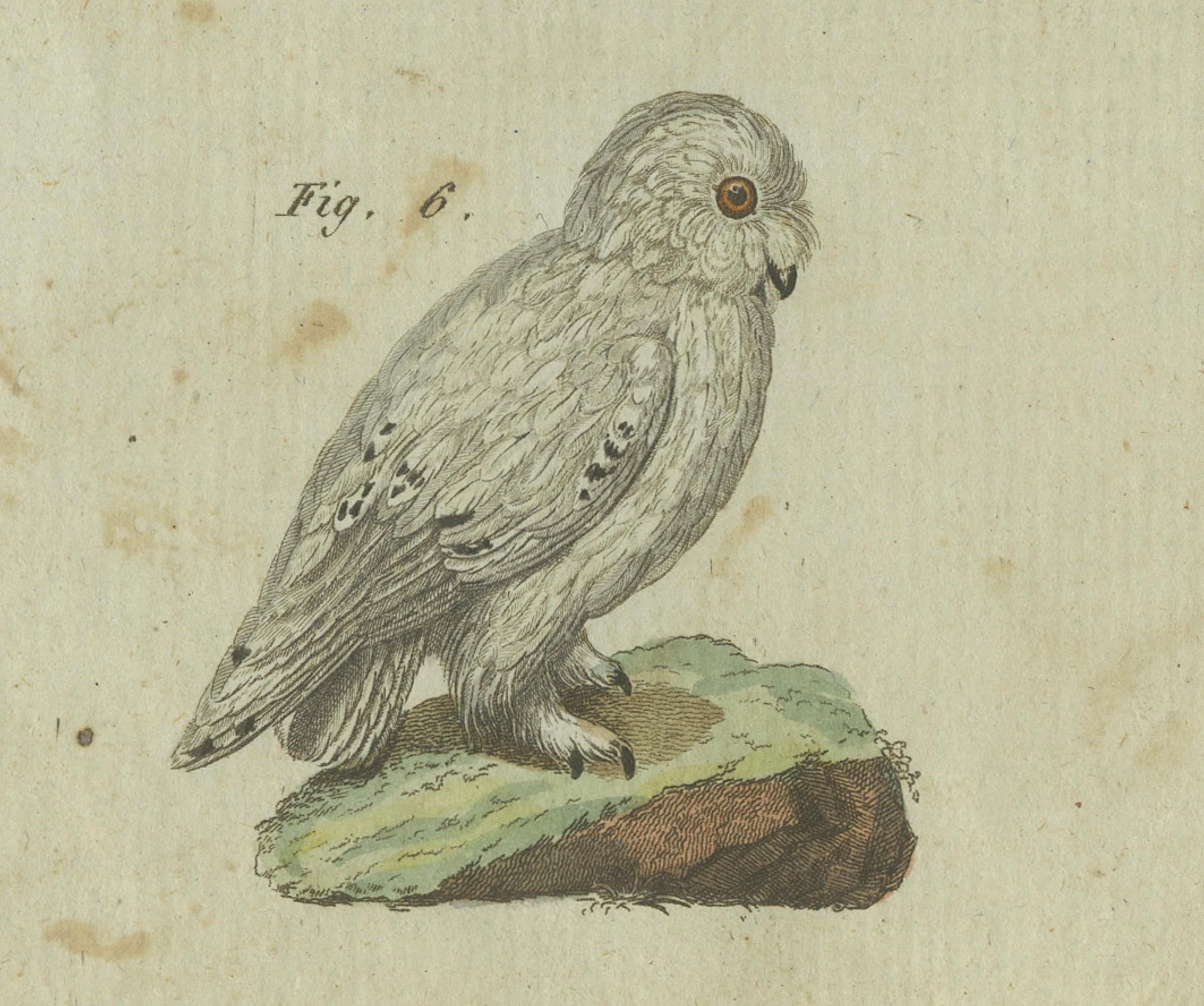 Majestic Owls and Raptors: Exquisite handkolorierte Gravur von Bertuch aus Bertuch, 1805 im Zustand „Relativ gut“ im Angebot in Langweer, NL