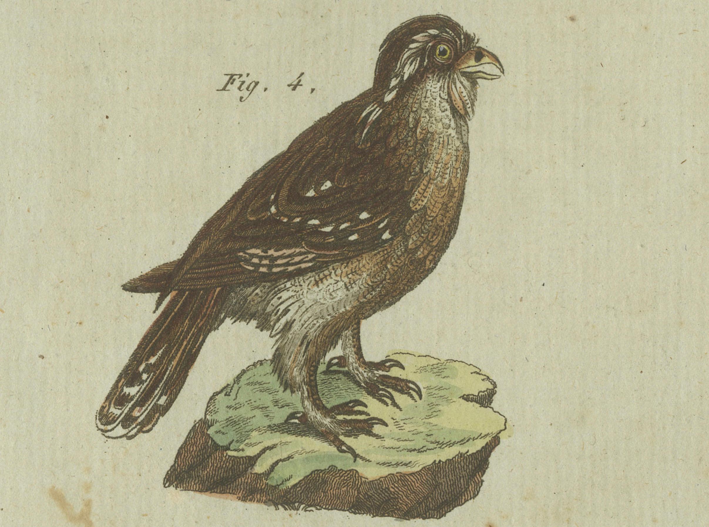 Majestic Owls and Raptors: Exquisite handkolorierte Gravur von Bertuch aus Bertuch, 1805 (Frühes 19. Jahrhundert) im Angebot