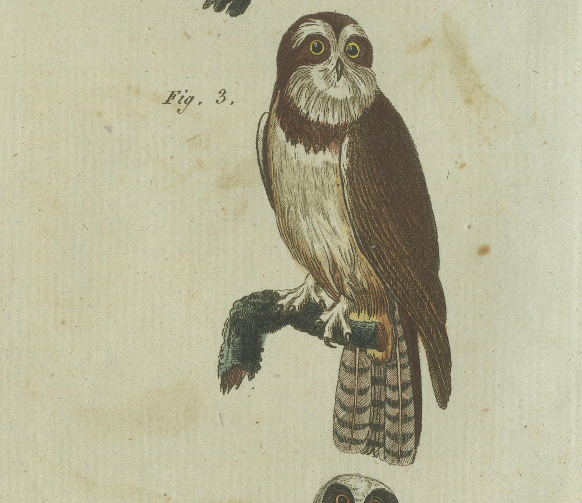 Majestic Owls and Raptors: Exquisite handkolorierte Gravur von Bertuch aus Bertuch, 1805 (Papier) im Angebot