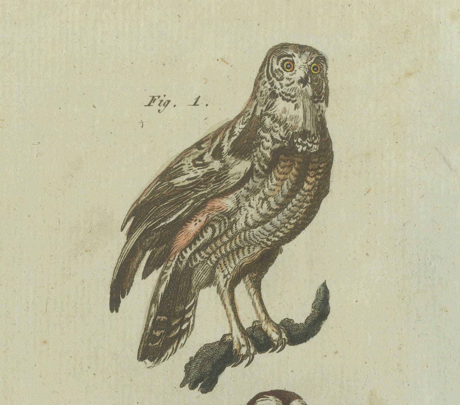 Majestic Owls and Raptors: Exquisite handkolorierte Gravur von Bertuch aus Bertuch, 1805 im Angebot 1