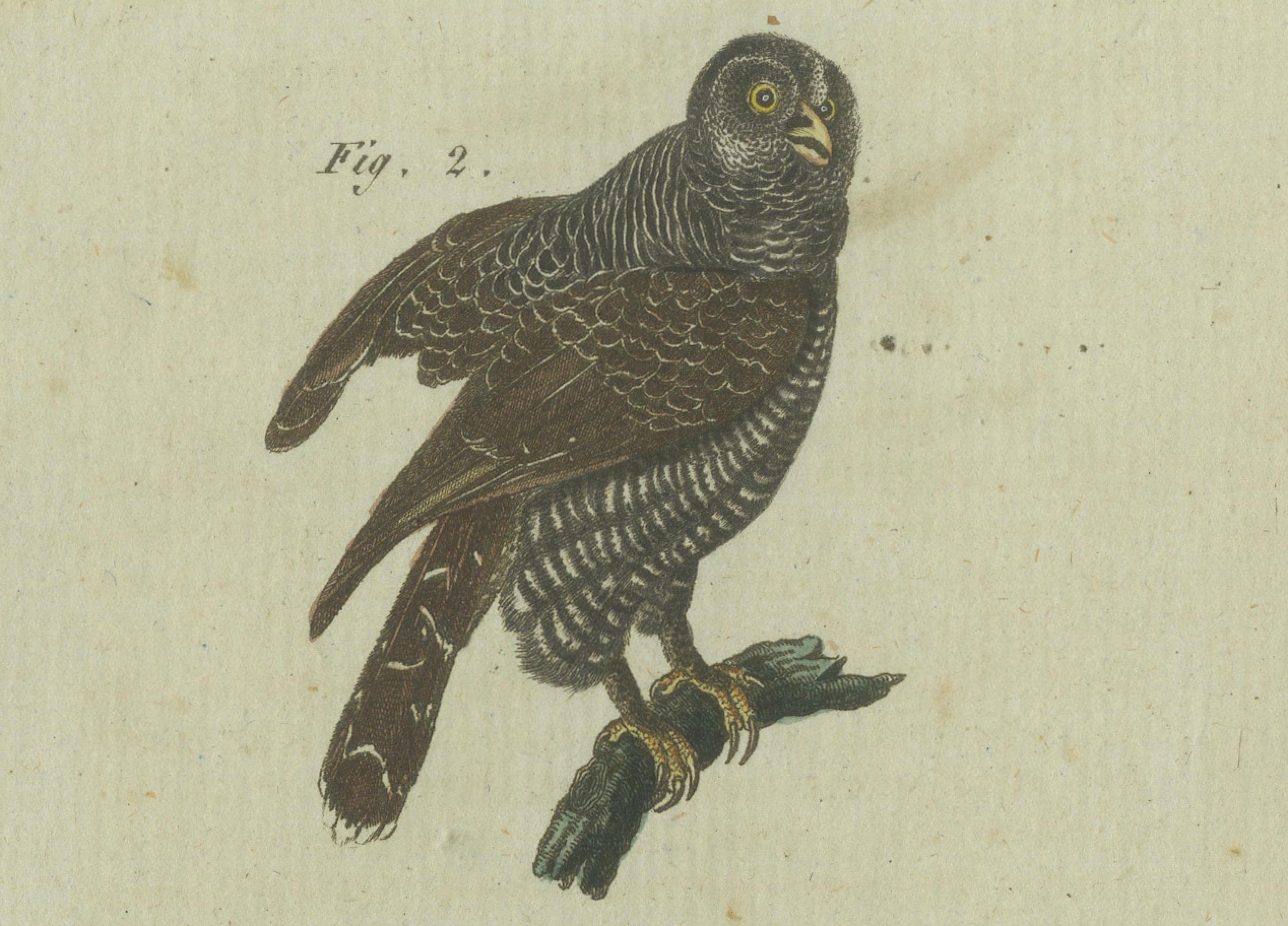 Majestic Owls and Raptors: Exquisite handkolorierte Gravur von Bertuch aus Bertuch, 1805 im Angebot 2