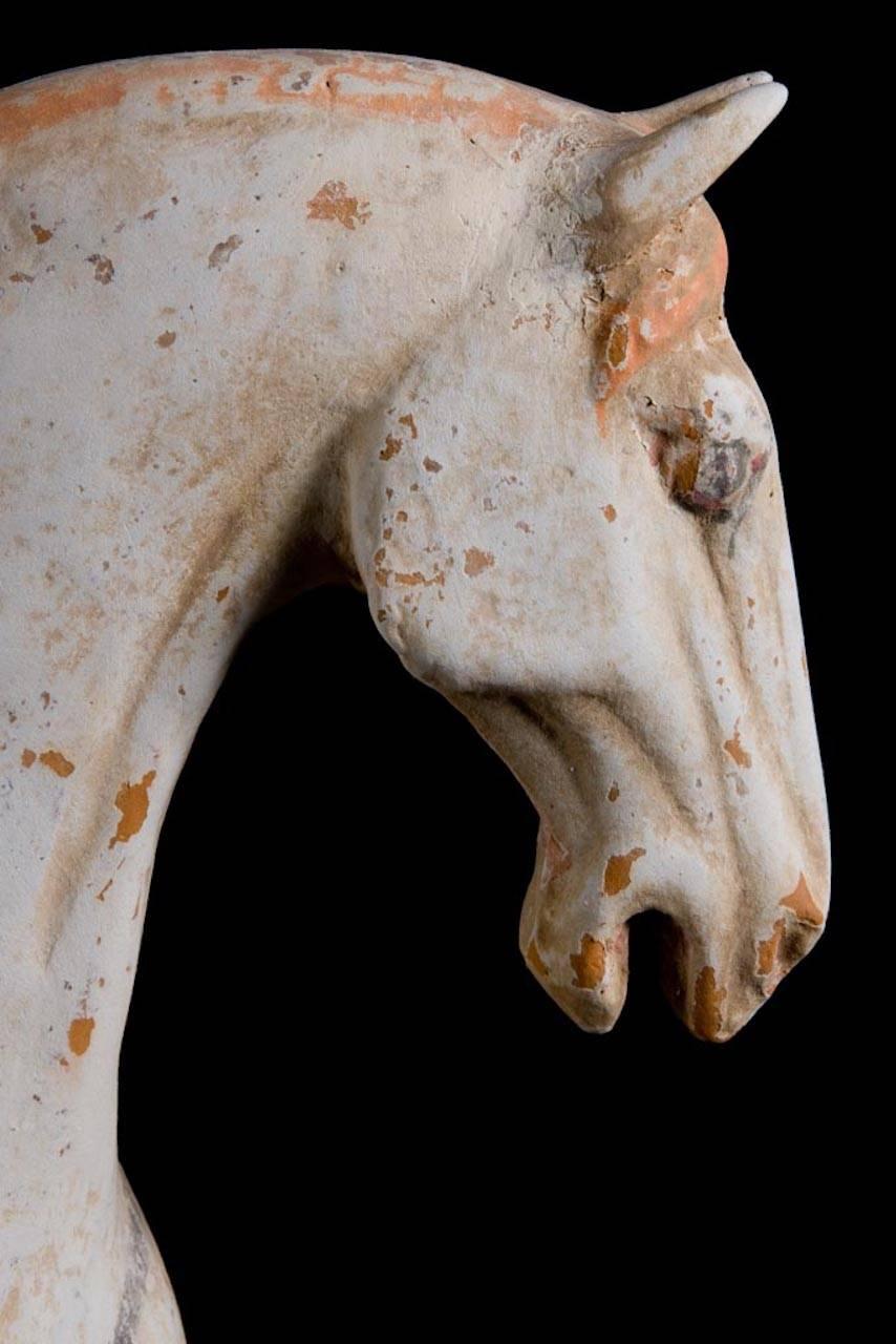 Majestätisches tänzelndes Pferd, Tang Dynasty, China '618-907 AD', TL Test von Kotalla (Tang-Dynastie) im Angebot