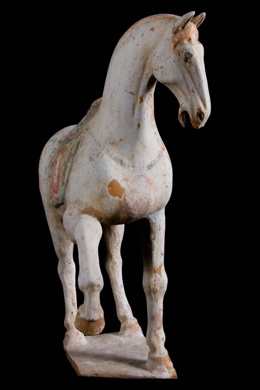 18th Century and Earlier Majestic Prancing Horse, Tang Dynasty, China '618-907 AD', TL Test by Kotalla For Sale