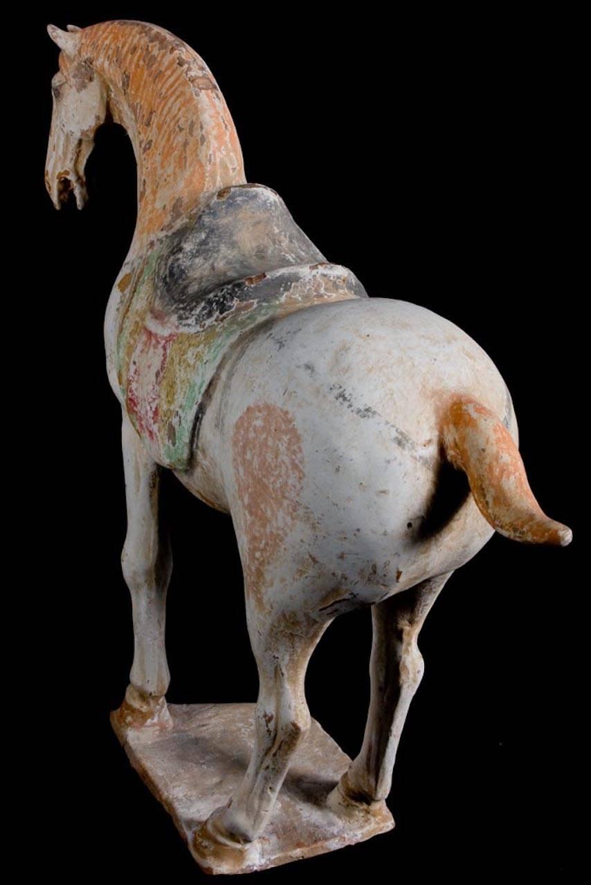 Majestätisches tänzelndes Pferd, Tang Dynasty, China '618-907 AD', TL Test von Kotalla im Angebot 2