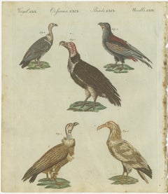 Majestic Scavengers: Hand-Colored Engraving of Vultures and Birds of Prey, 1805