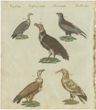 Majestic Scavengers: Hand-Colored Engraving of Vultures and Birds of Prey, 1805, view 2