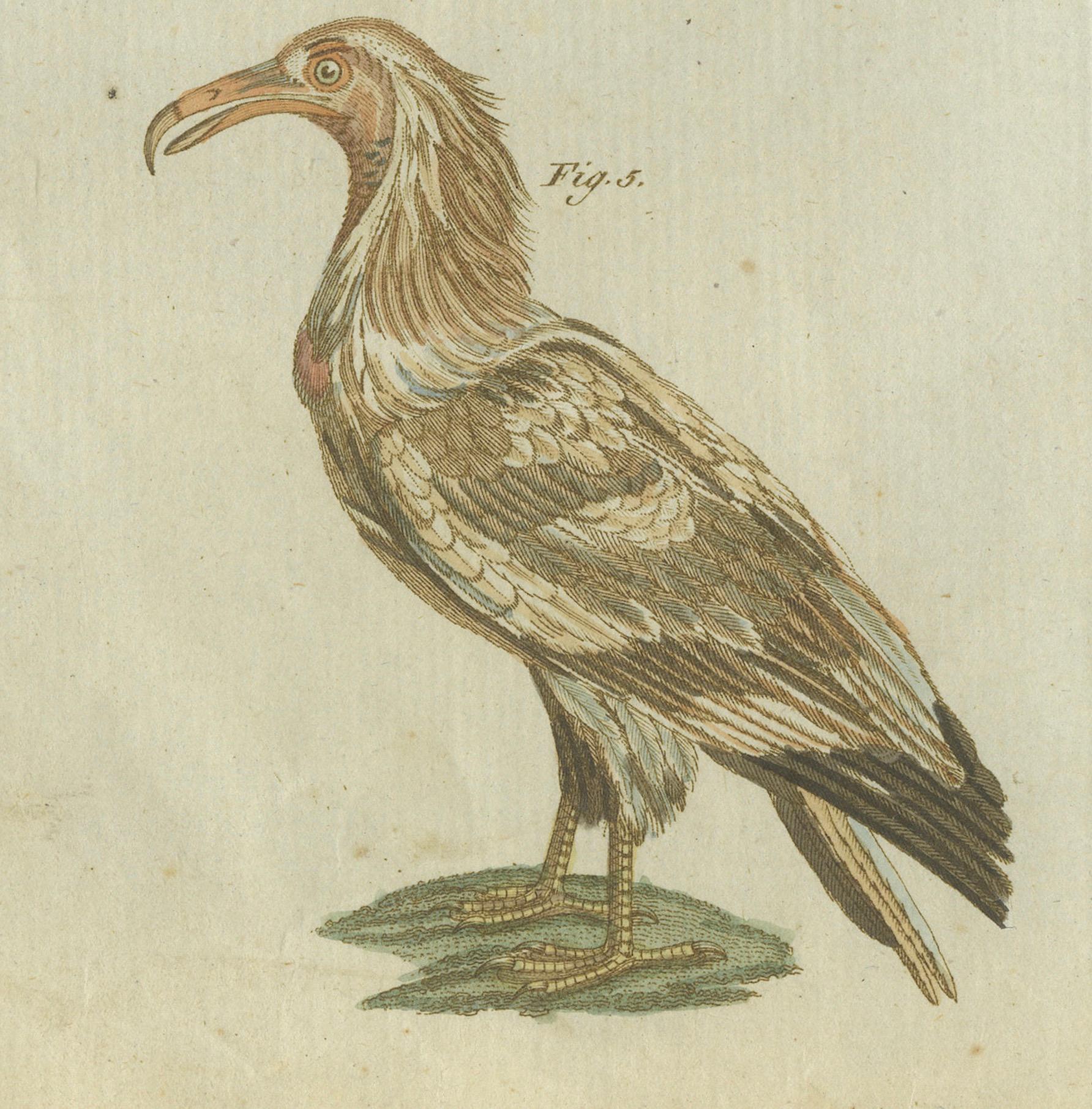 Engraved Majestic Scavengers: Hand-Colored Engraving of Vultures and Birds of Prey, 1805 For Sale