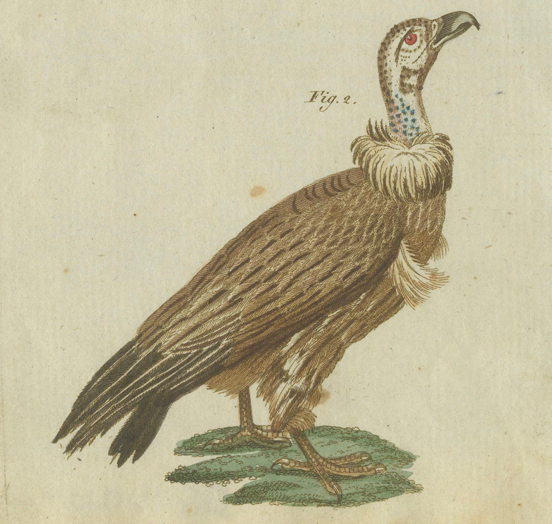 Majestic Scavengers: Hand-Colored Engraving of Vultures and Birds of Prey, 1805 In Good Condition For Sale In Langweer, NL