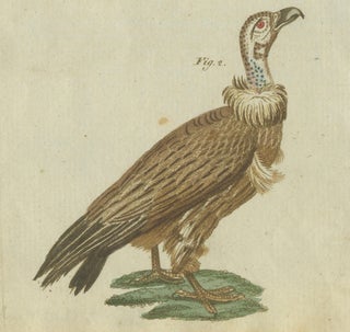 Majestic Scavengers: Hand-Colored Engraving of Vultures and Birds of Prey, 1805, view 4