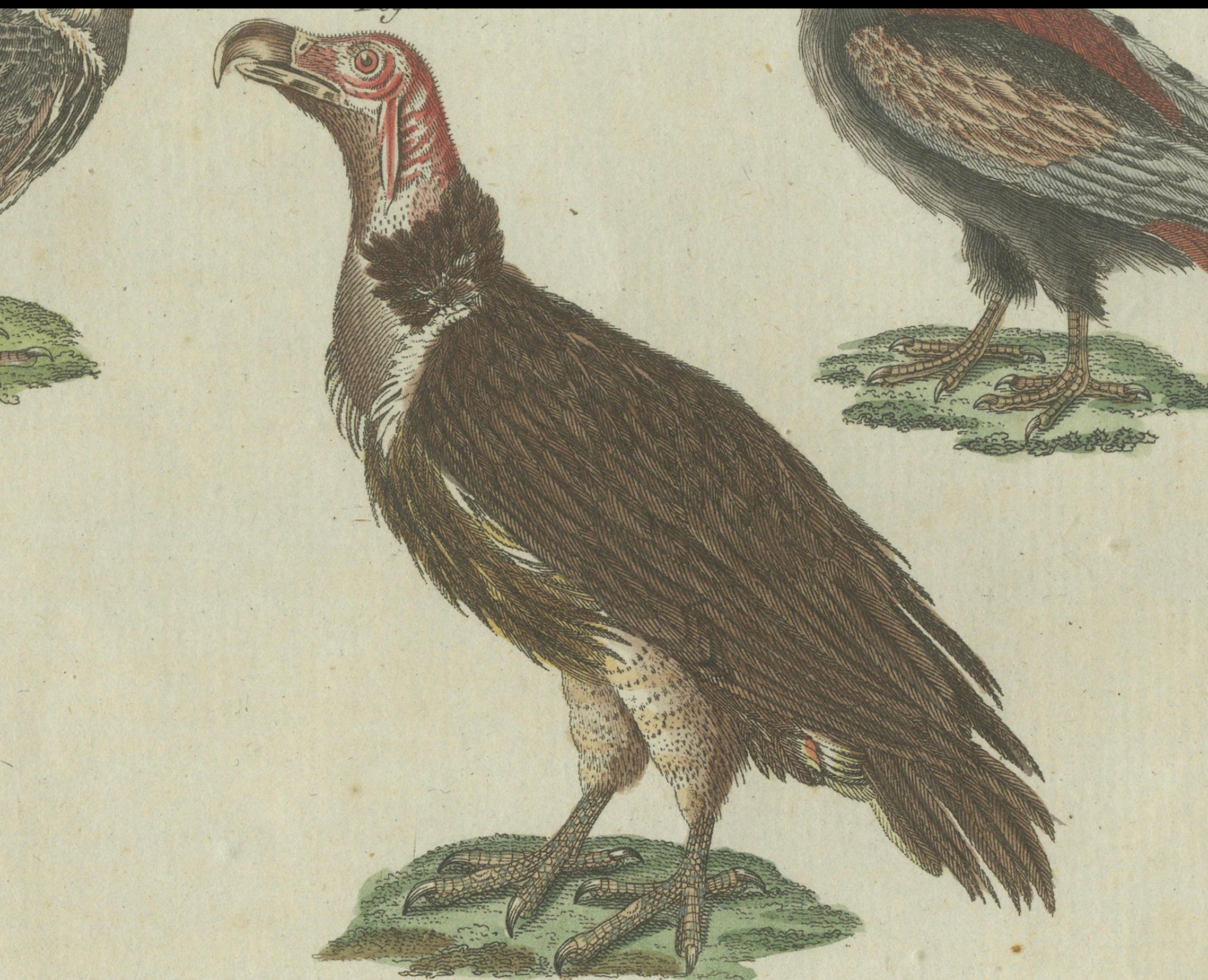 Early 19th Century Majestic Scavengers: Hand-Colored Engraving of Vultures and Birds of Prey, 1805 For Sale