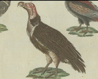 Majestic Scavengers: Hand-Colored Engraving of Vultures and Birds of Prey, 1805, view 5