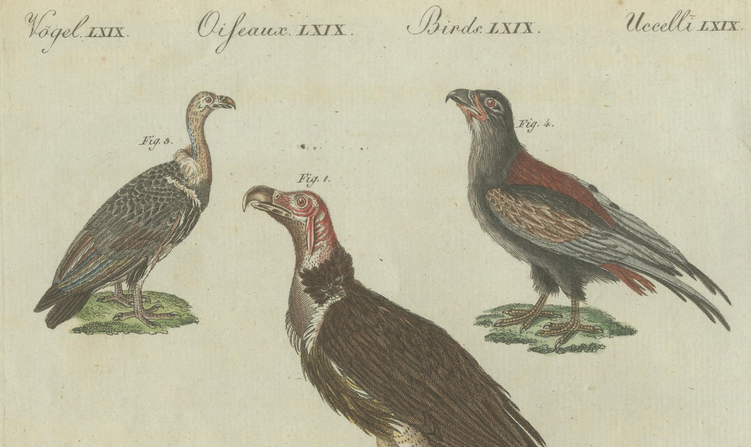 Paper Majestic Scavengers: Hand-Colored Engraving of Vultures and Birds of Prey, 1805 For Sale