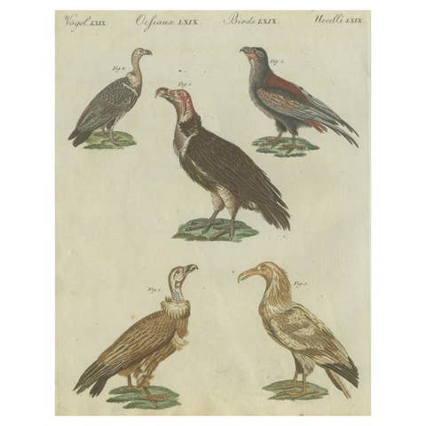 Majestic Scavengers: Hand-Colored Engraving of Vultures and Birds of Prey, 1805