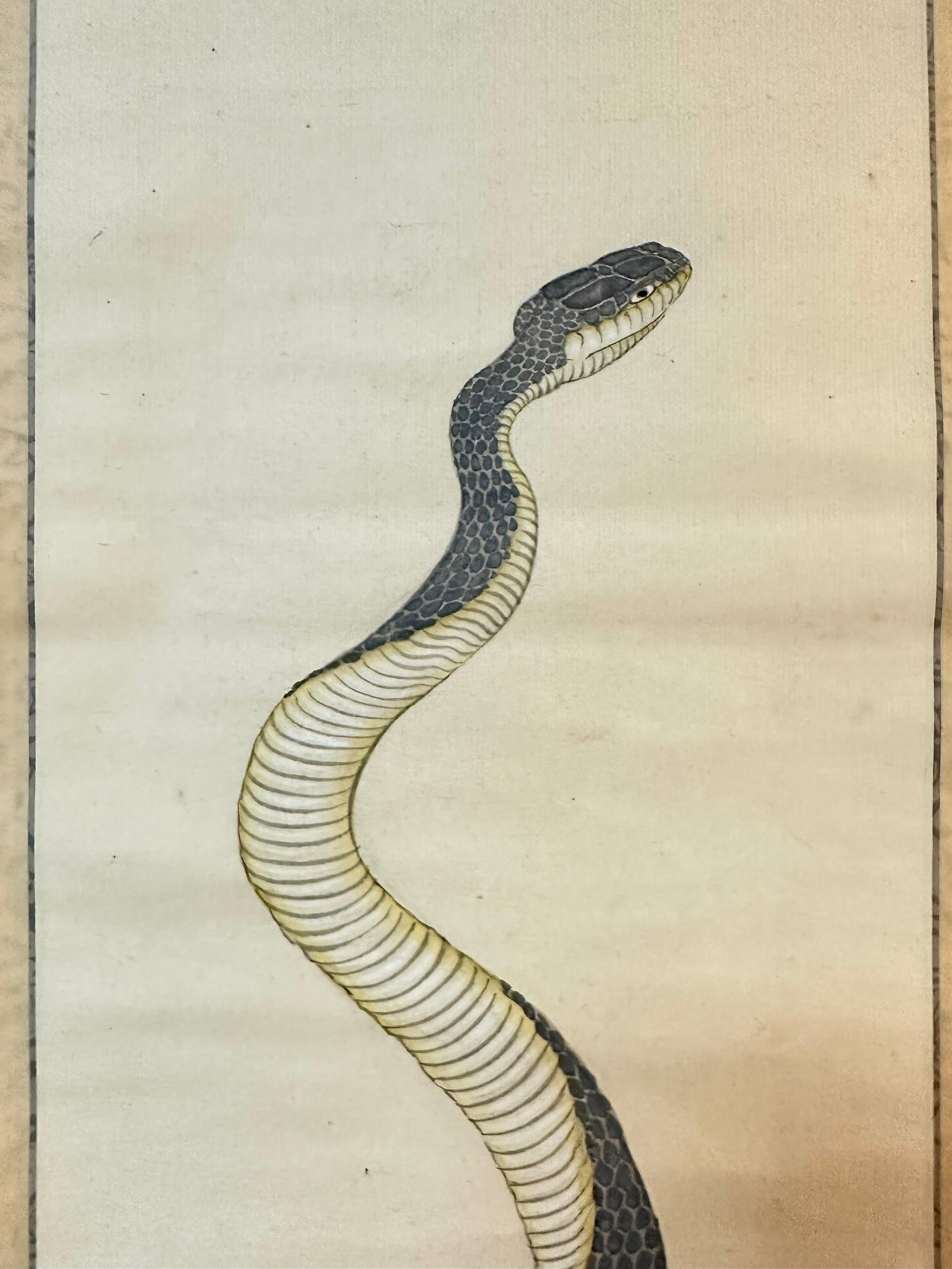 Majestic Serpent: Traditional Japanese Snake Scroll Painting In Good Condition In Fukuoka, JP