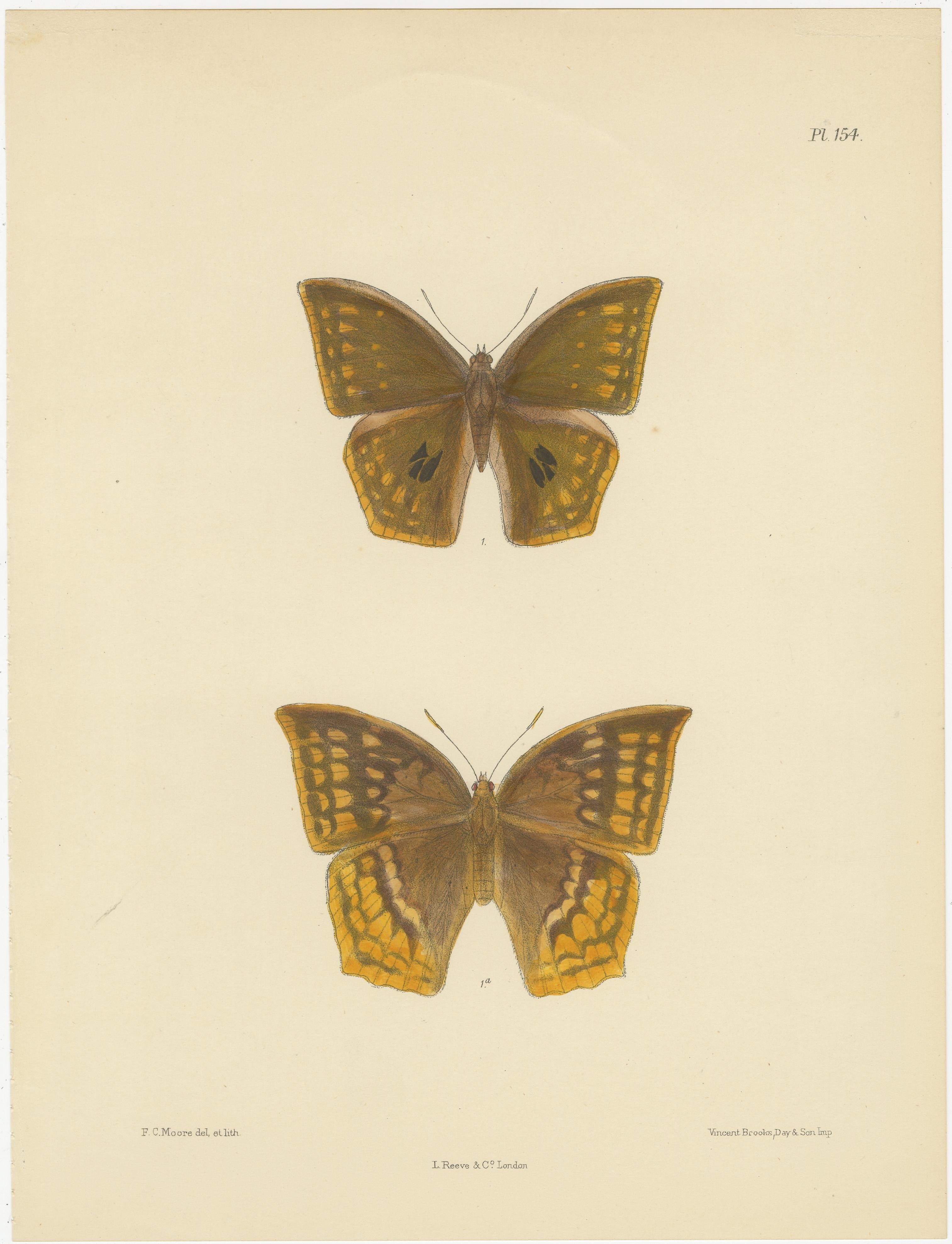 Majestic Victorian Butterfly Illustrations: Ritratti rari e dettagliati di A.I.C. Moore

Questa collezione presenta bellissime litografie di farfalle del XIX secolo di Frederic A.I.C. Moore, famoso per le sue rappresentazioni dettagliate e