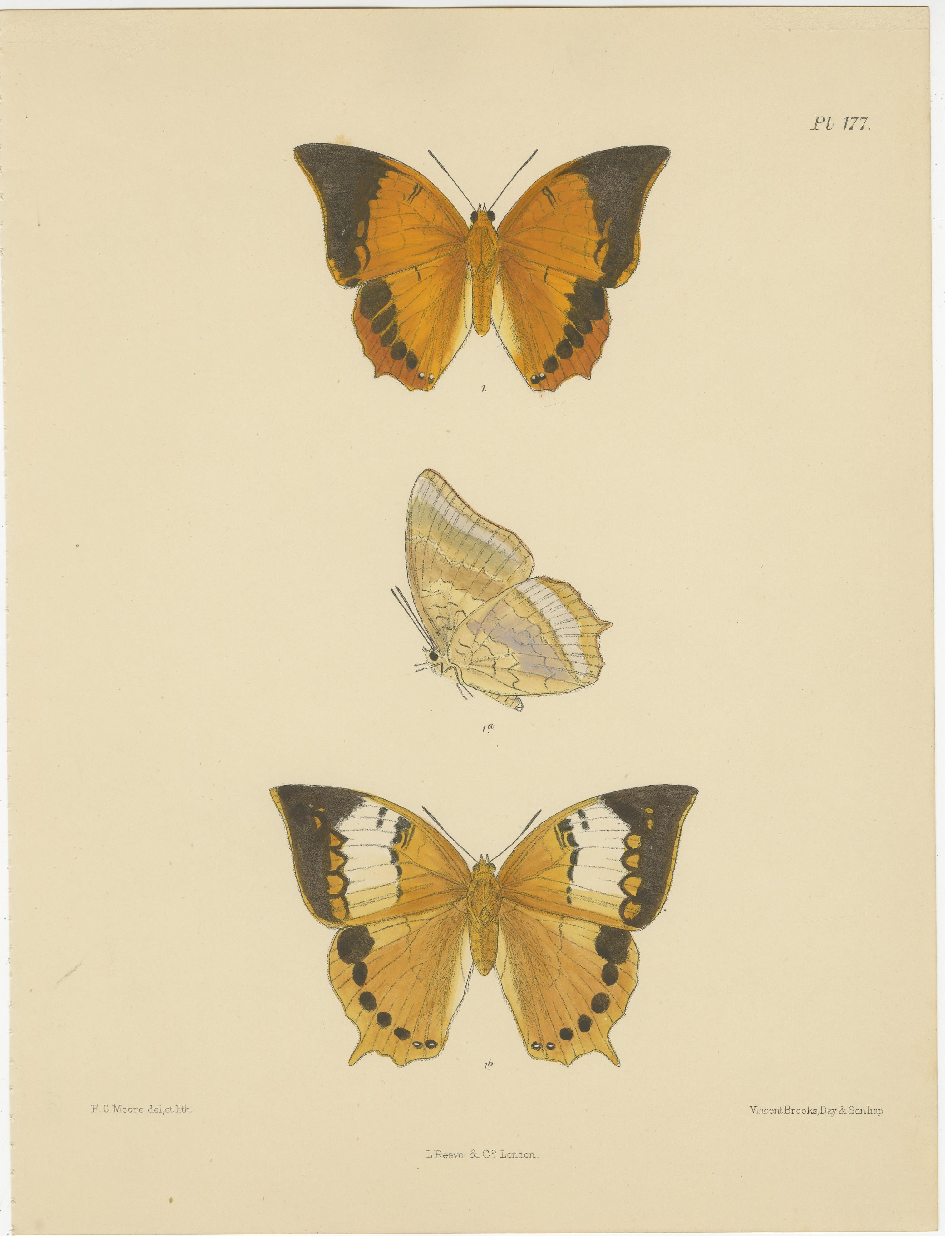 Majestic Illustrazioni Vittoriane di Farfalle: Ritratti rari e dettagliati, 1878 In condizioni buone in vendita a Langweer, NL
