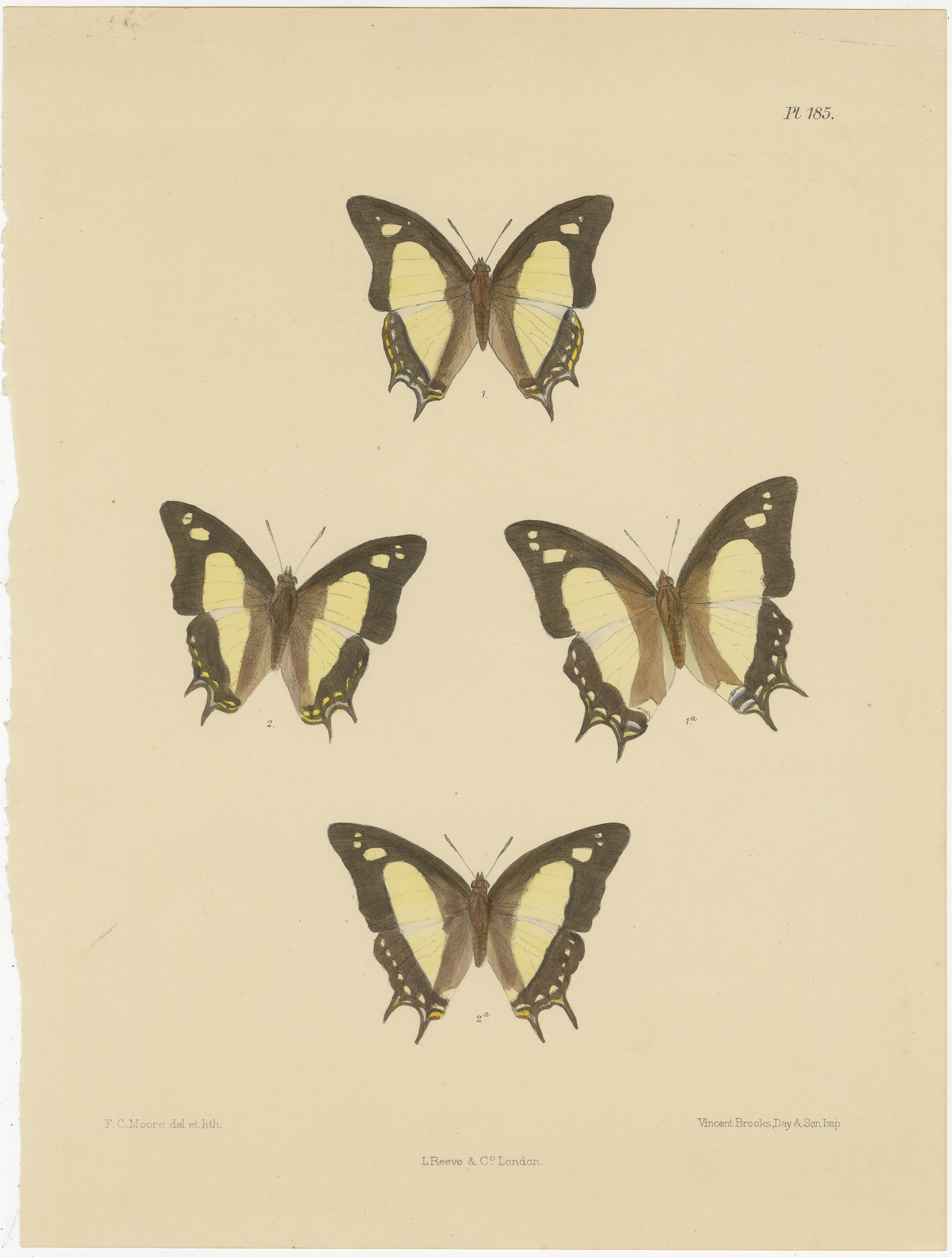 Fine XIX secolo Majestic Illustrazioni Vittoriane di Farfalle: Ritratti rari e dettagliati, 1878 in vendita
