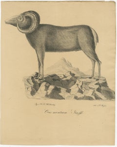 Majesty of the Mountains: A 19th-Century Lithograph of the European Mouflon