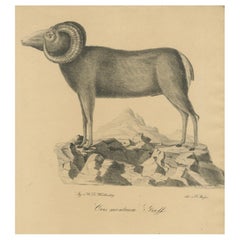 Majesty of the Mountains: A 19th-Century Lithograph of the European Mouflon
