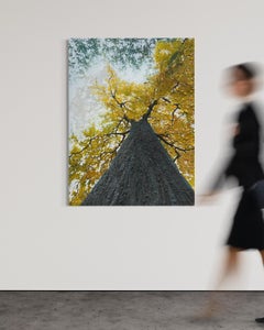 "Toronto", Photorealist Forest Painting, Textured Oil Impasto, Large Yellow Tree