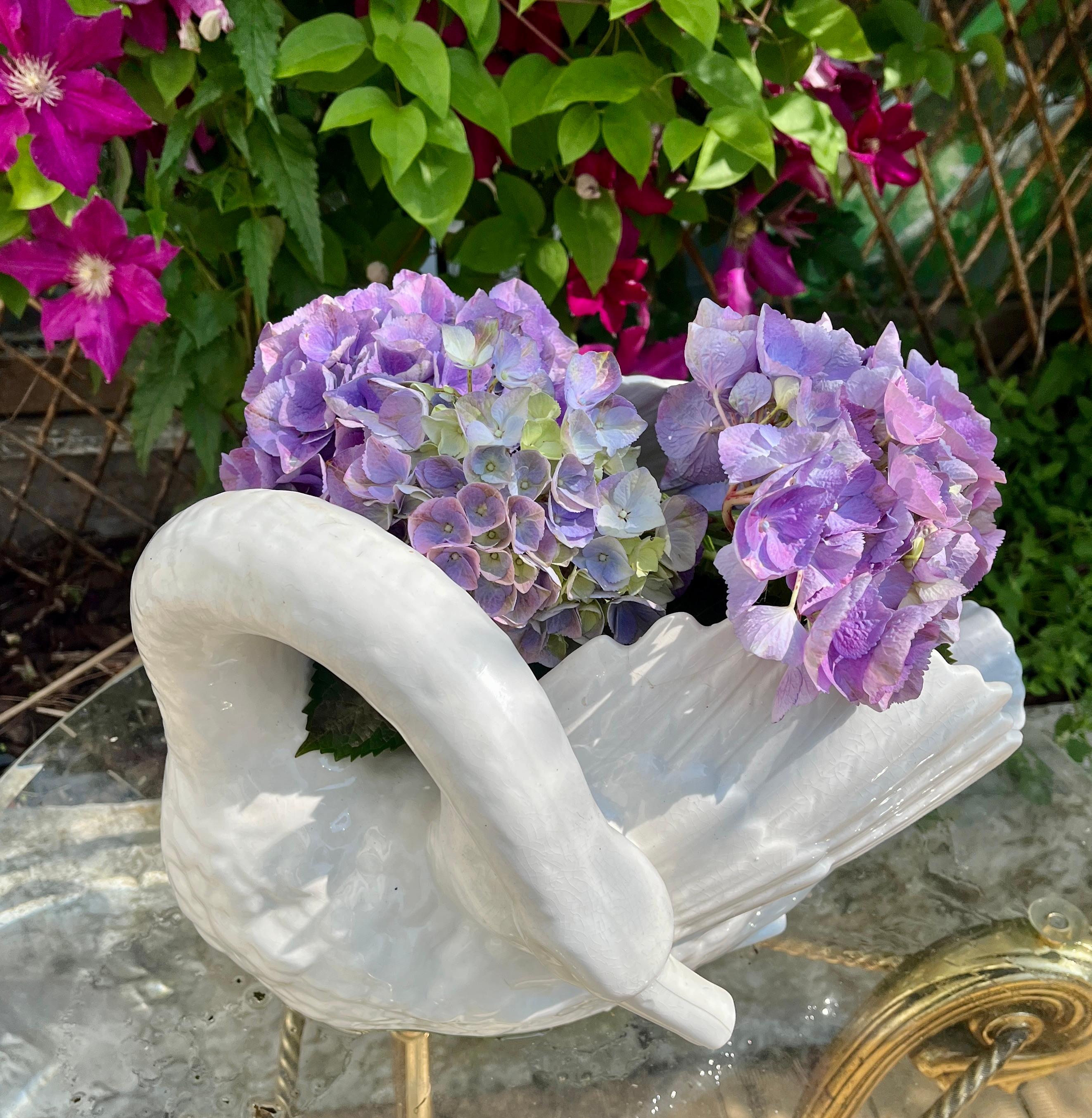cigno imperiale