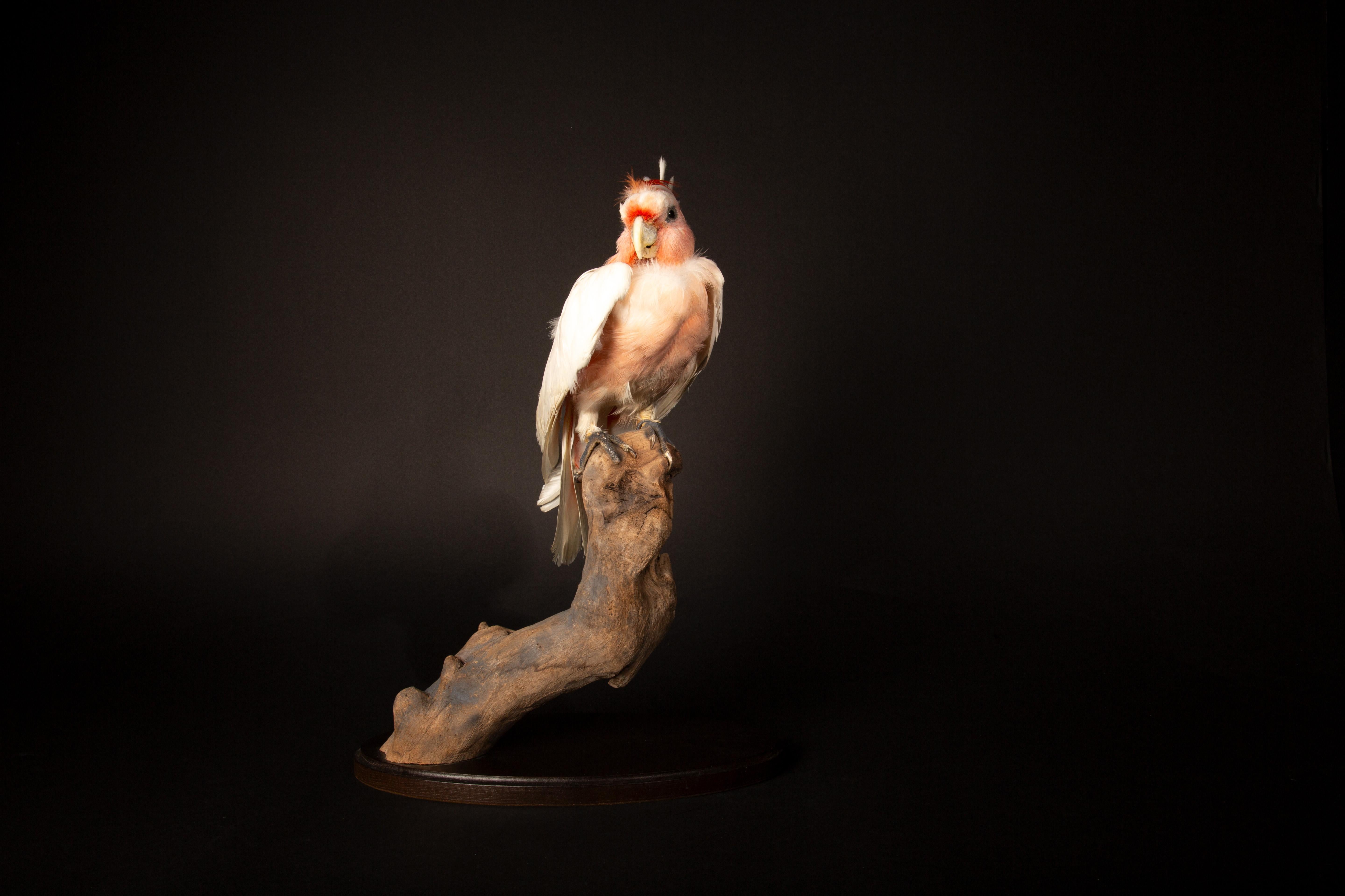 This Major Mitchell's Cockatoo Taxidermy Mount is an exquisite representation of the beauty inherent in this iconic bird species. Carefully arranged, its soft pink and white plumage vividly captures the bird's natural grace, accentuating the vibrant