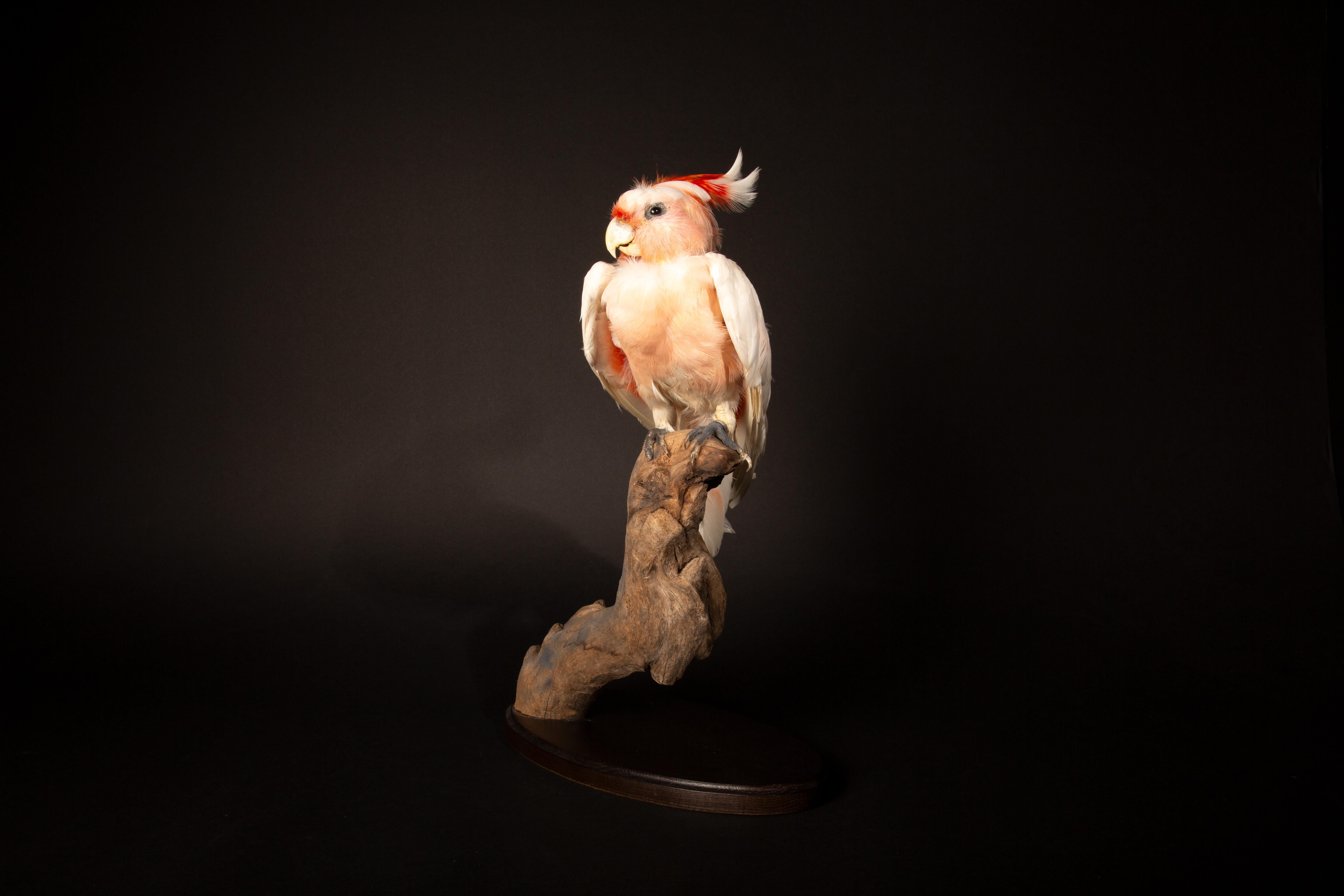 Major Mitchells Cockatoo Taxidermy Mount In New Condition In New York, NY