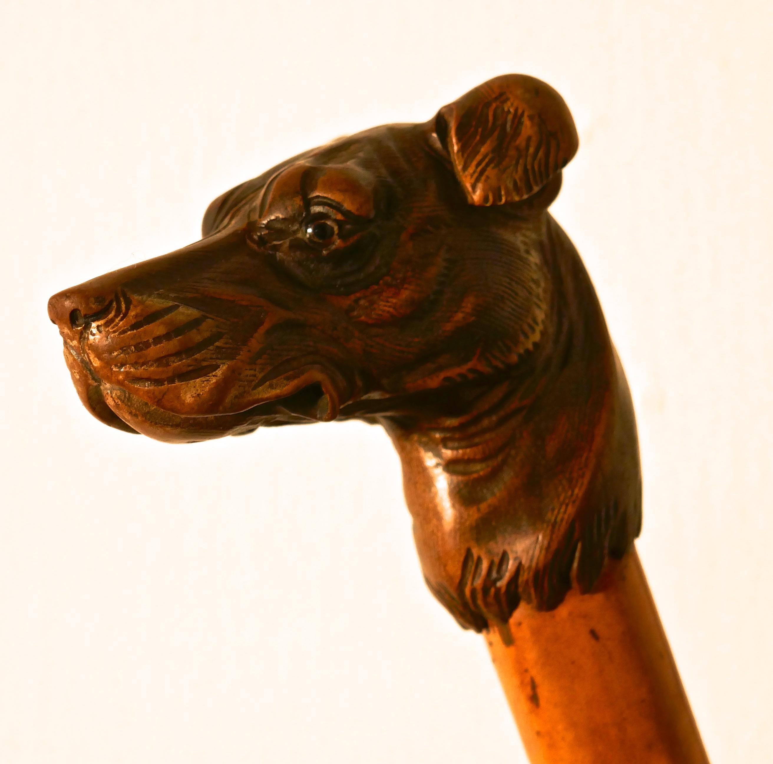 Malacca Cane with Carved Dog Head and Silver Collar 4
