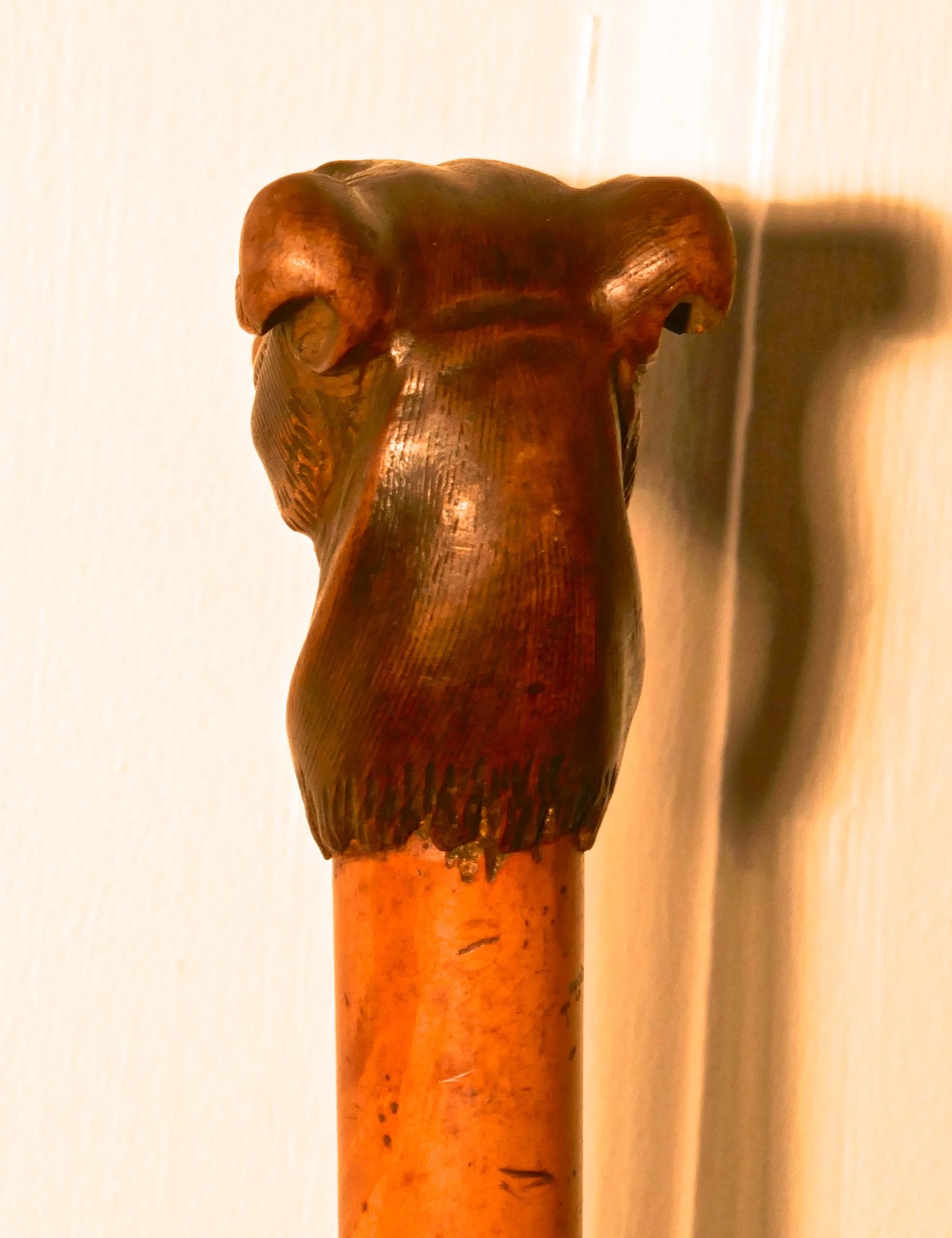 19th Century Malacca Cane with Carved Dog Head and Silver Collar