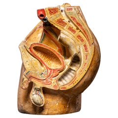 Modello anatomico maschile in fibra stuccata dipinta. Prima metà del XX secolo.