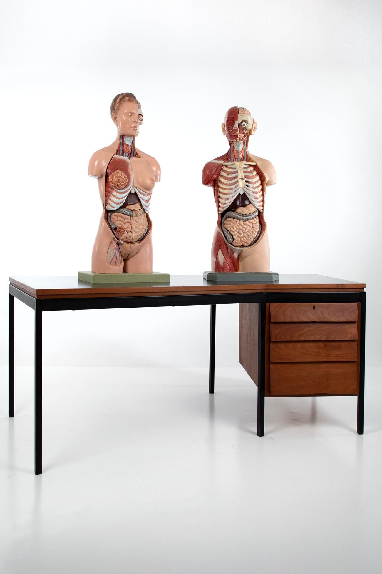 Männlicher anatomischer Torso Somso AS24, 1960 im Angebot 2