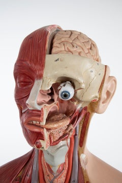 Torso anatomico maschile Somso AS24, 1960