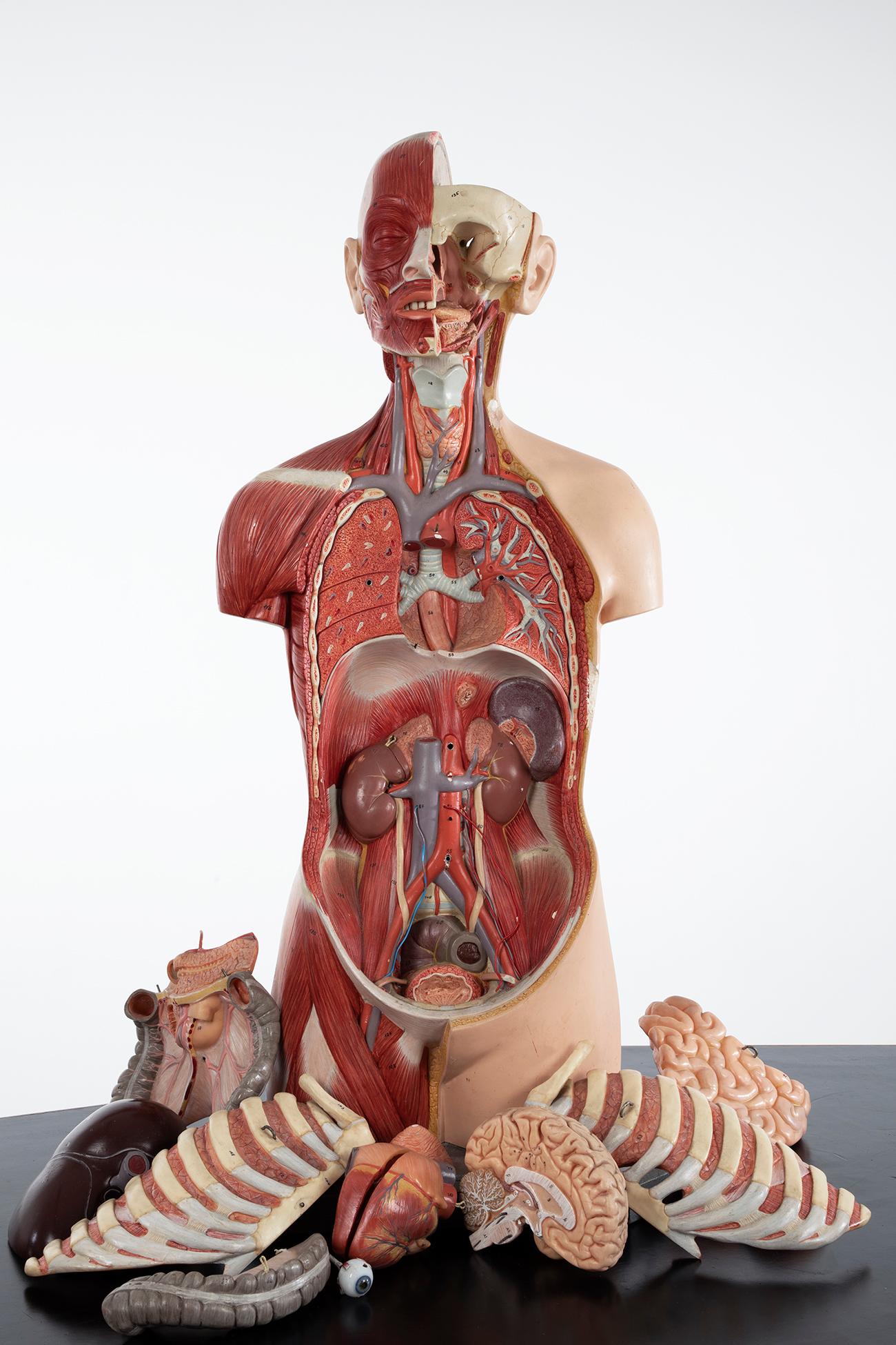 Männlicher anatomischer Torso Somso AS24, 1960 (Moderne der Mitte des Jahrhunderts) im Angebot