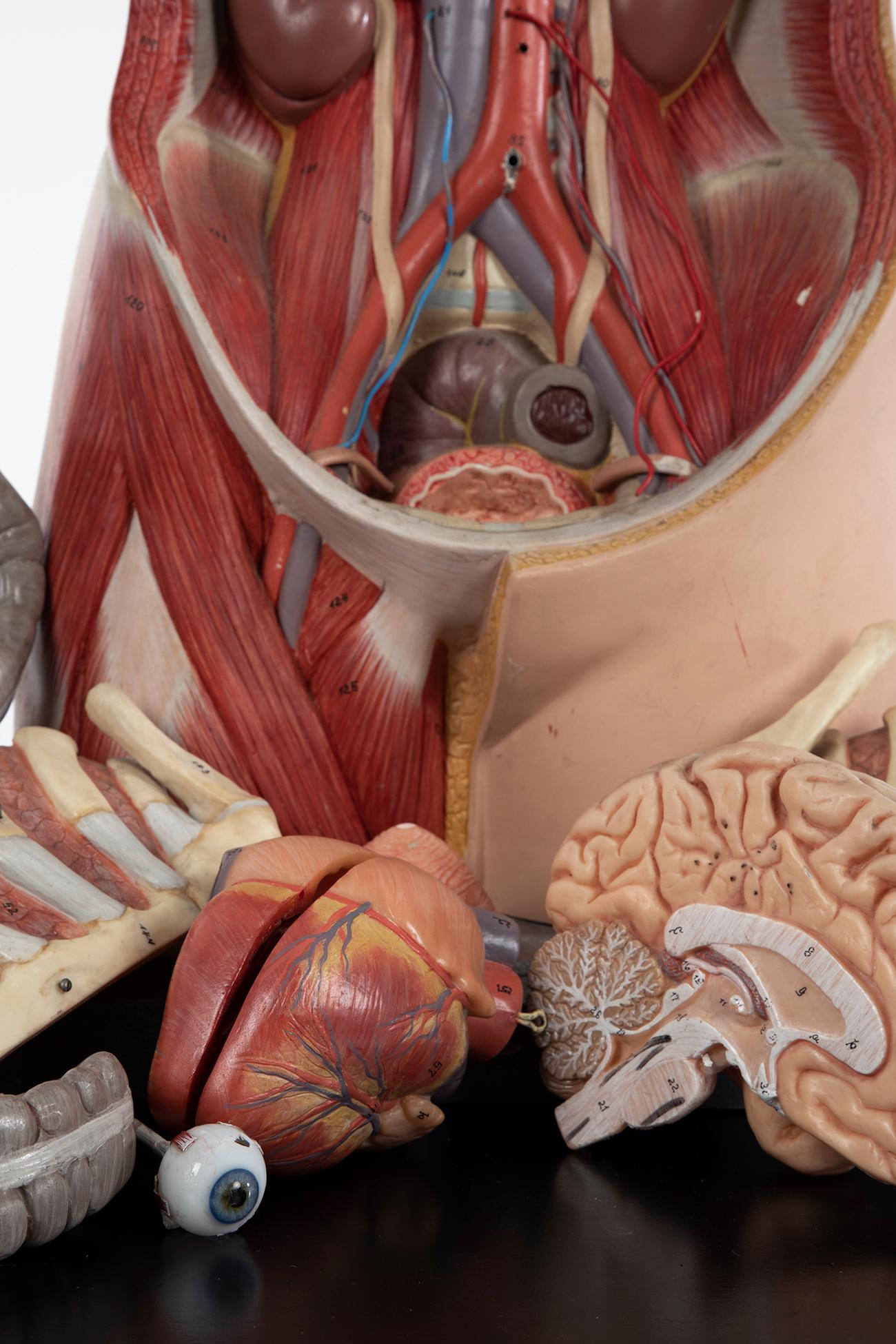 organs on the right side of the body