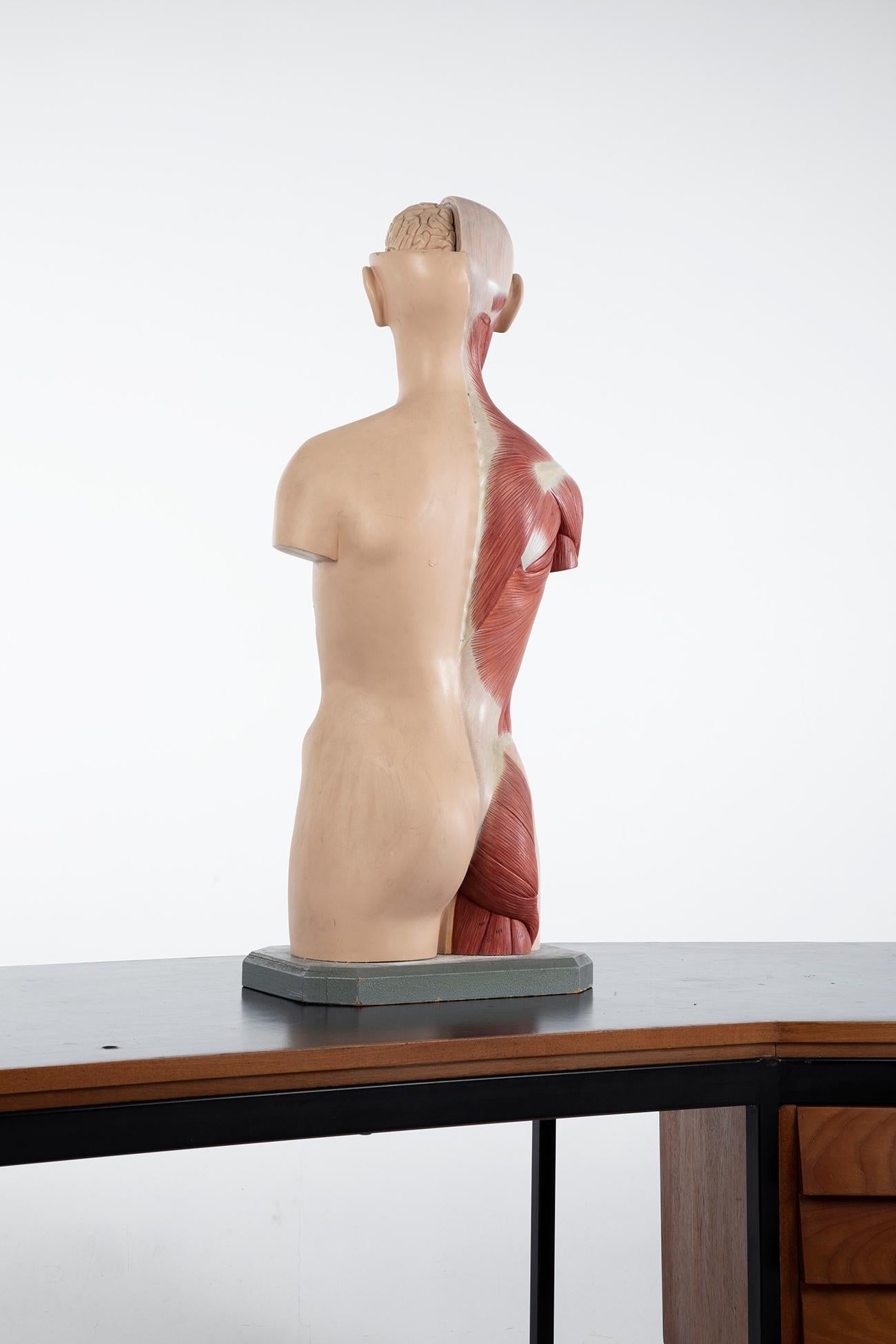 Männlicher anatomischer Torso Somso AS24, 1960 (Geformt) im Angebot